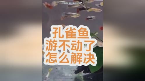 孔雀鱼游不起来了是什么原因？怎么解决？