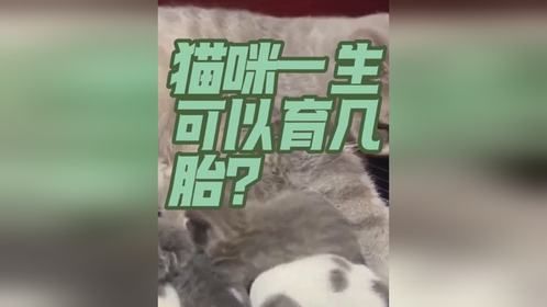 猫咪一生可以生几胎？