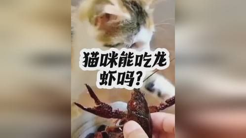 猫咪可以吃龙虾吗？
