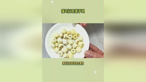 猫可以吃莲子吗？会不会中毒？宠物百科