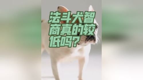 法斗犬智商真的较低吗？