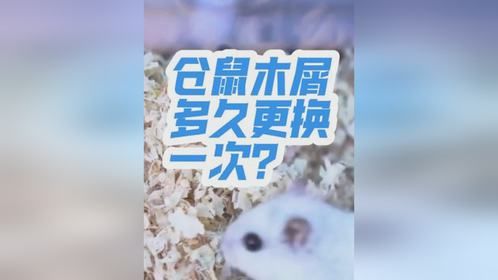 仓鼠木屑多久更换一次？
