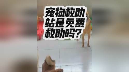 宠物救助站是免费救助吗！