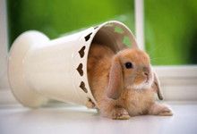 猫咪便秘了怎么办与应急方法