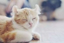 猫的年龄换算成人类的年龄大概是几岁？
