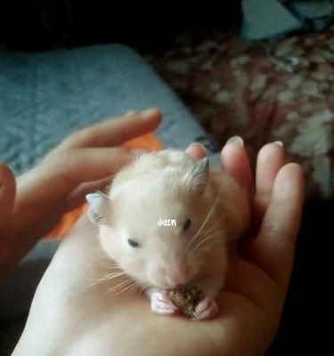 如何科学饲养老婆婆仓鼠（宠物爱好者必看，老婆婆仓鼠的健康养护知识）