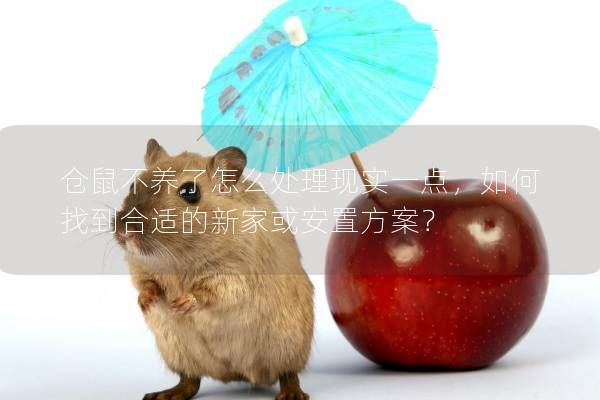 仓鼠不养了怎么处理现实一点，如何找到合适的新家或安置方案？