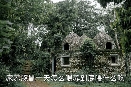 家养豚鼠一天怎么喂养到底喂什么吃