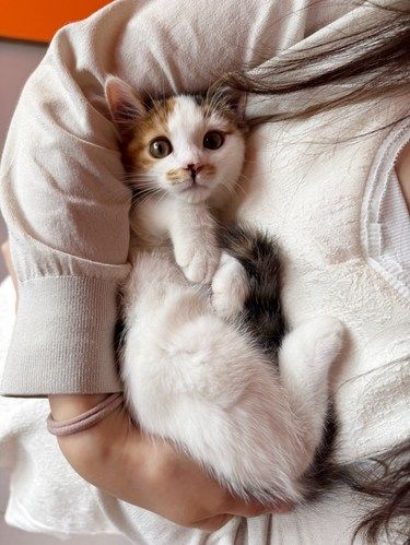 啊啊啊遇到了我的人生小猫！！