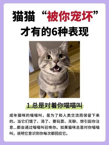 猫猫被你“宠坏”的表现，你家中了几条？