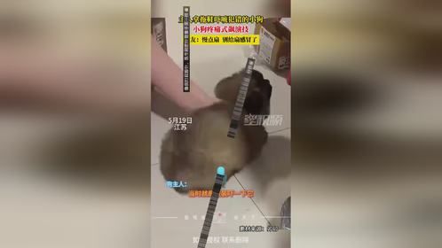 别扇感冒了！主人拿拖鞋吓唬犯错的小狗，小狗疼痛式飙演技