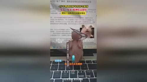 4岁半鹦鹉因病导致羽毛脱落，主人：无毛一年多，精神状态很好