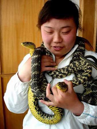 兰州女孩与2米长巨蛇为伴7年(图)