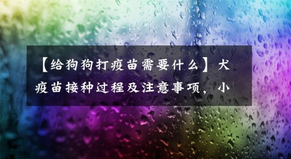 【给狗狗打疫苗需要什么】犬疫苗接种过程及注意事项，小肠文章配图