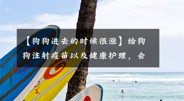 【狗狗进去的时候很涨】给狗狗注射疫苗以及健康护理，会有哪些问题以及解决方法文章配图