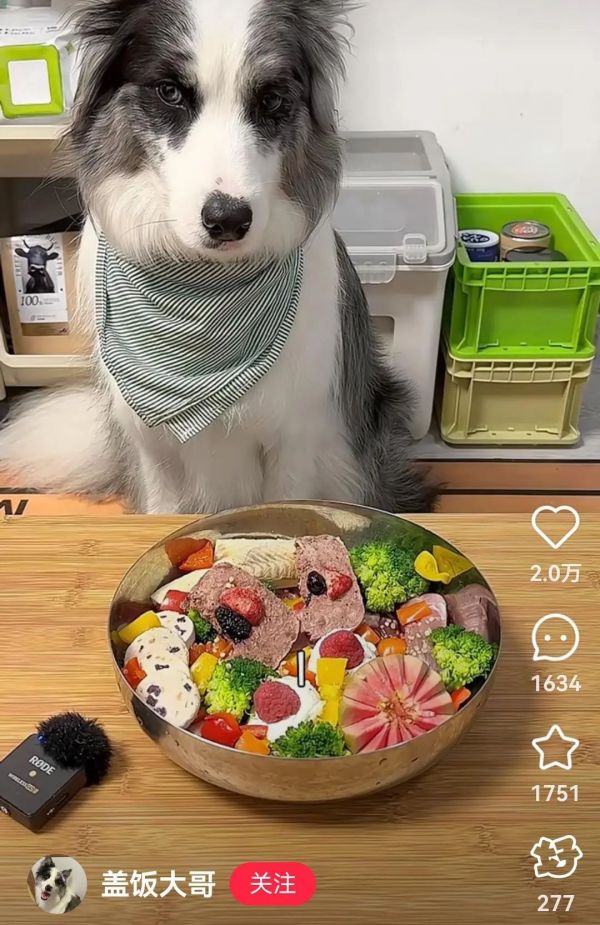 宠物吃美食_宠物吃货_