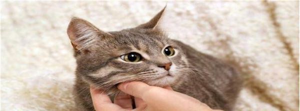 小猫夭折，如何正确处理宠物丧失（失去宠物后的应对方法及心理疏导）