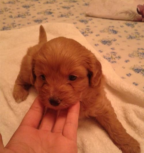 探究狗狗基因的奥秘（了解宠物犬品种的遗传背景与特征）