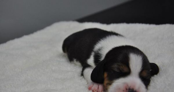 探究狗狗基因的奥秘（了解宠物犬品种的遗传背景与特征）