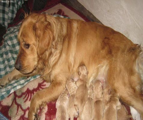 探究狗狗基因的奥秘（了解宠物犬品种的遗传背景与特征）