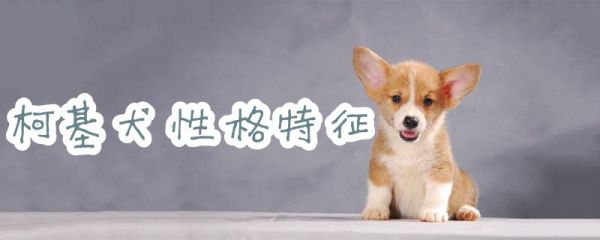 柯基犬性格特征是什么1