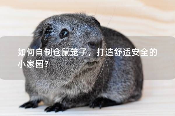 如何自制仓鼠笼子，打造舒适安全的小家园？