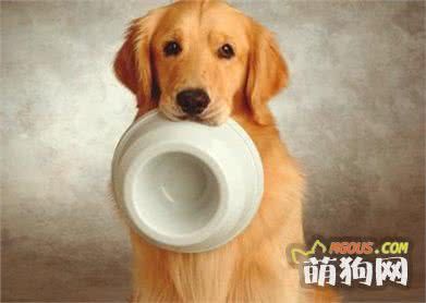 天天吃狗粮，教你一个懒人自制狗粮方法，美味又健康！
