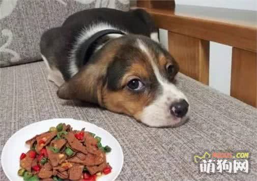 天天吃狗粮，教你一个懒人自制狗粮方法，美味又健康！