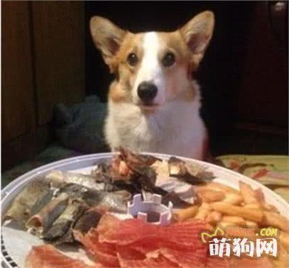 天天吃狗粮，教你一个懒人自制狗粮方法，美味又健康！