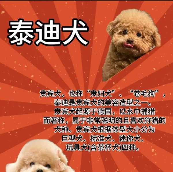 养了3年的泰迪犬相当于人类多少岁？如何计算犬龄？