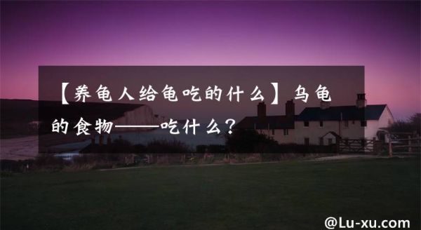 【养龟人给龟吃的什么】乌龟的食物——吃什么？文章配图