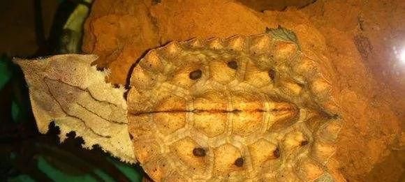枯叶龟饲养全指南（从买龟到饲养技巧，全方位解读枯叶龟饲养）