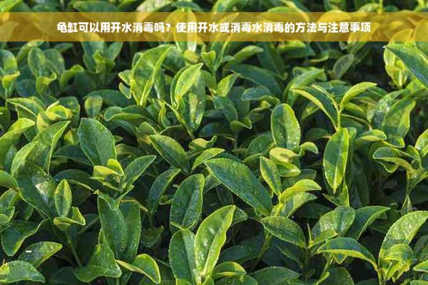 龟缸可以用开水消毒吗？使用开水或消毒水消毒的方法与注意事项