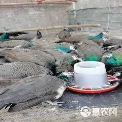 孔雀现货一对一年多蓝孔雀孔雀苗花孔雀白孔雀宠物鸟活孔雀一对