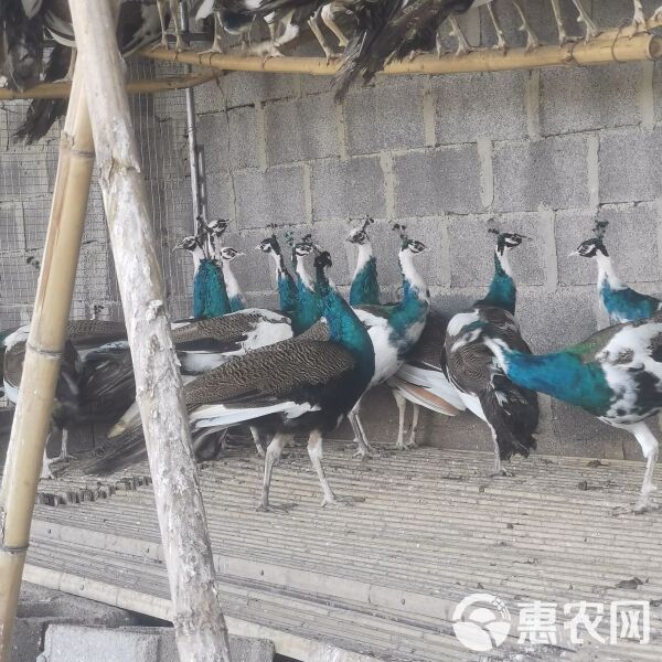 孔雀现货一对一年多蓝孔雀孔雀苗花孔雀白孔雀宠物鸟活孔雀一对