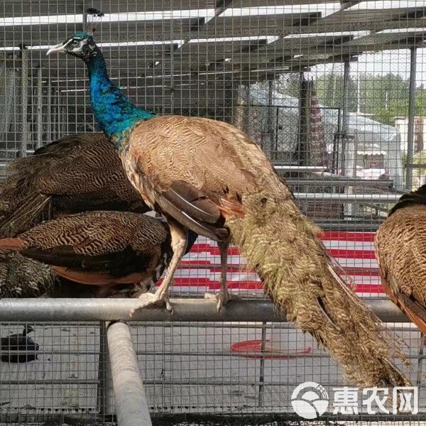 孔雀现货一对一年多蓝孔雀孔雀苗花孔雀白孔雀宠物鸟活孔雀一对