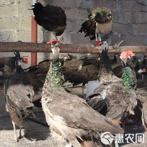 孔雀现货一对一年多蓝孔雀孔雀苗花孔雀白孔雀宠物鸟活孔雀一对