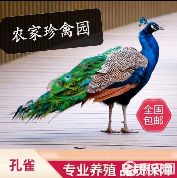 孔雀现货一对一年多蓝孔雀孔雀苗花孔雀白孔雀宠物鸟活孔雀一对