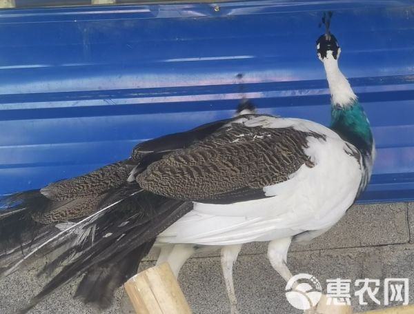 孔雀现货一对一年多蓝孔雀孔雀苗花孔雀白孔雀宠物鸟活孔雀一对