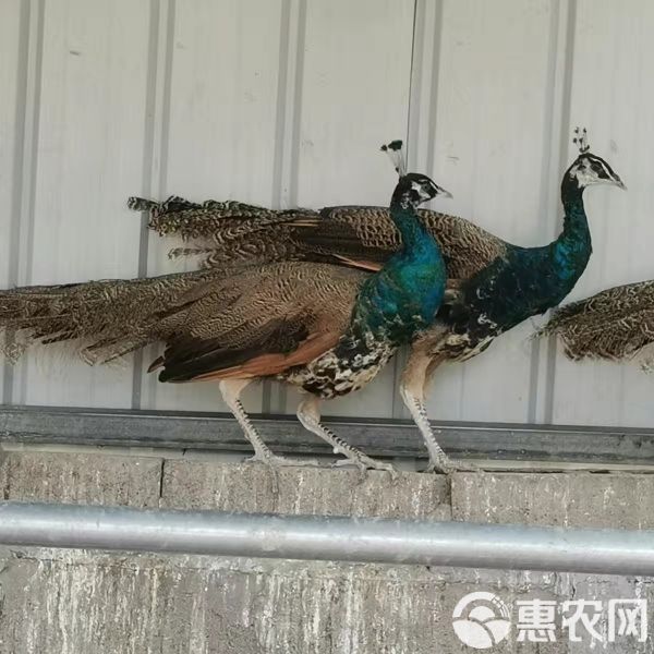 孔雀现货一对一年多蓝孔雀孔雀苗花孔雀白孔雀宠物鸟活孔雀一对