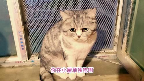 胆小猫爸面对美食和自由，看它如何选择