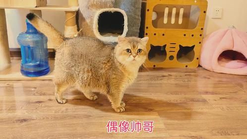 给十几只猫试喂新美食，又被集体嫌弃了！三花小猫出息了连着动手