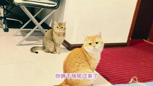 给胖猫们试吃新美食，以为又会全员嫌弃，结果有只猫直接光盘了