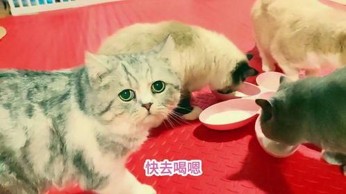 胆小猫爸好不容易敢出屋吃饭，又被大嗓门的逆子吓得战战兢兢
