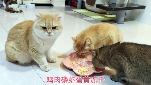 这个三拼冻干，连挑嘴的路易都吃得很香，真不错