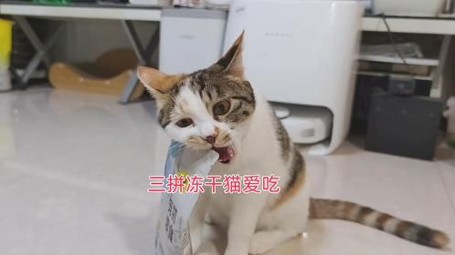 这个三拼冻干让小帅猫如此爱吃！博主第一次给八十多岁老妈买花