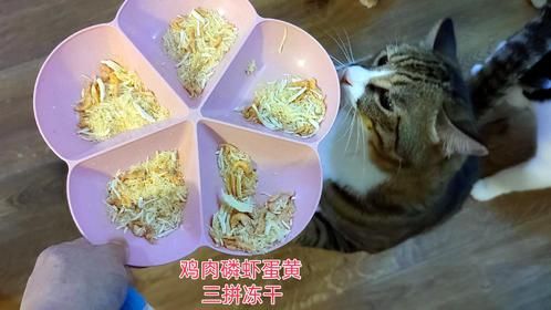 给十几只猫喂三拼冻干，都喜欢吃吗？先头不吃的后悔了，又吃上了