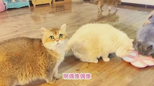 喂十多只猫零乳糖牛奶，却只想让一只猫多喝，其他猫喝不喝随便吧