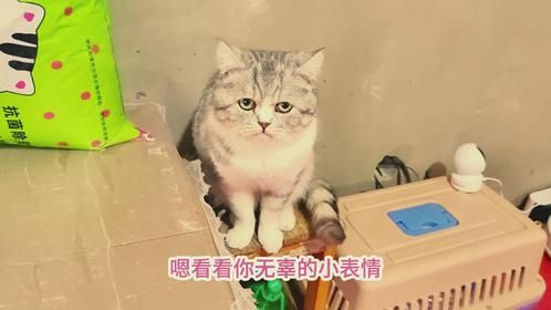一进屋就发现猫爬架被损毁，流浪猫们个个装无辜，敢做不敢认啊