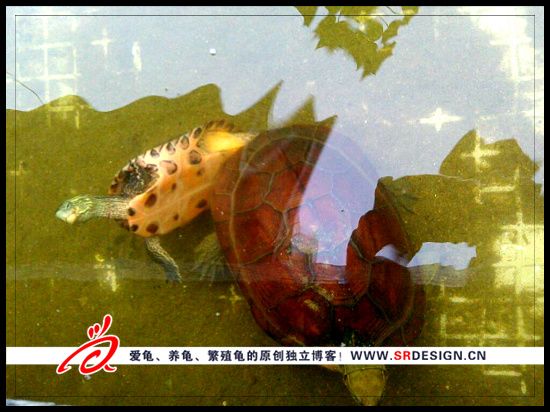 乌龟交配